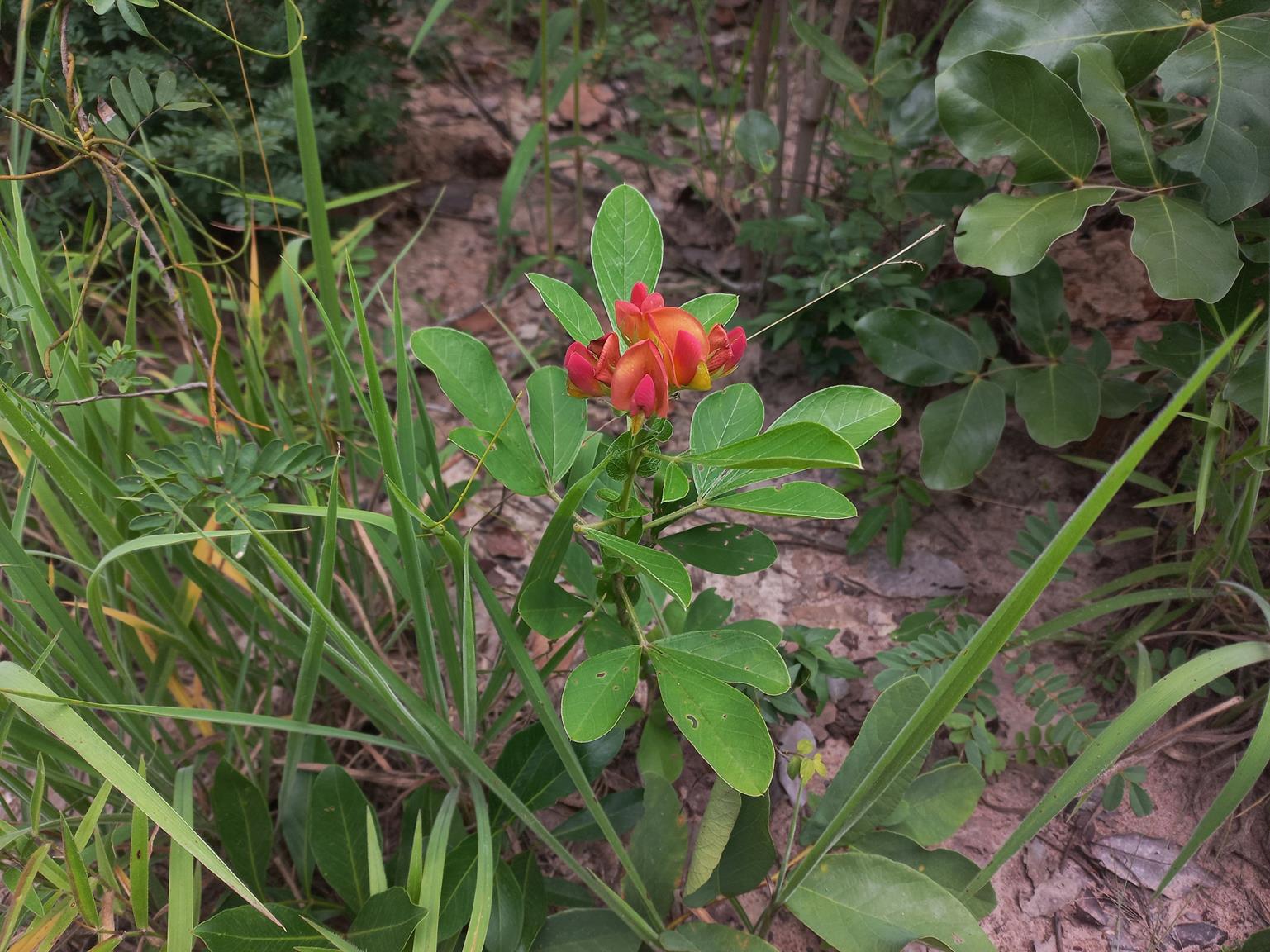 Crotalaria grandistipulata