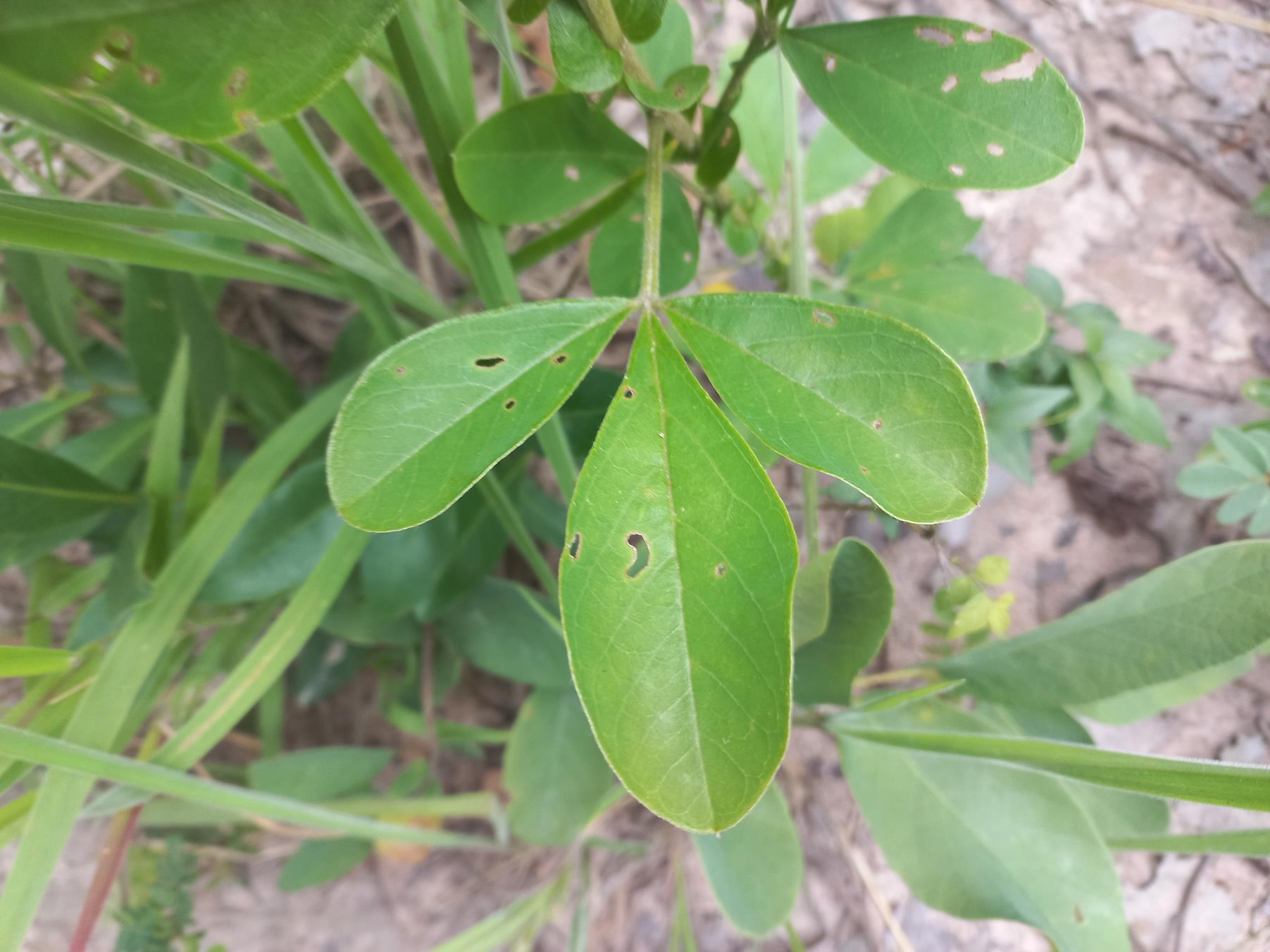 Crotalaria grandistipulata