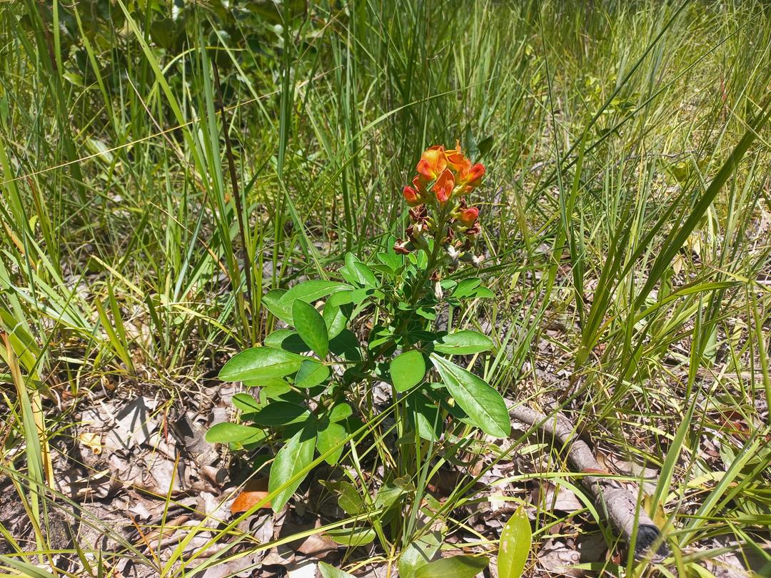 Crotalaria grandistipulata