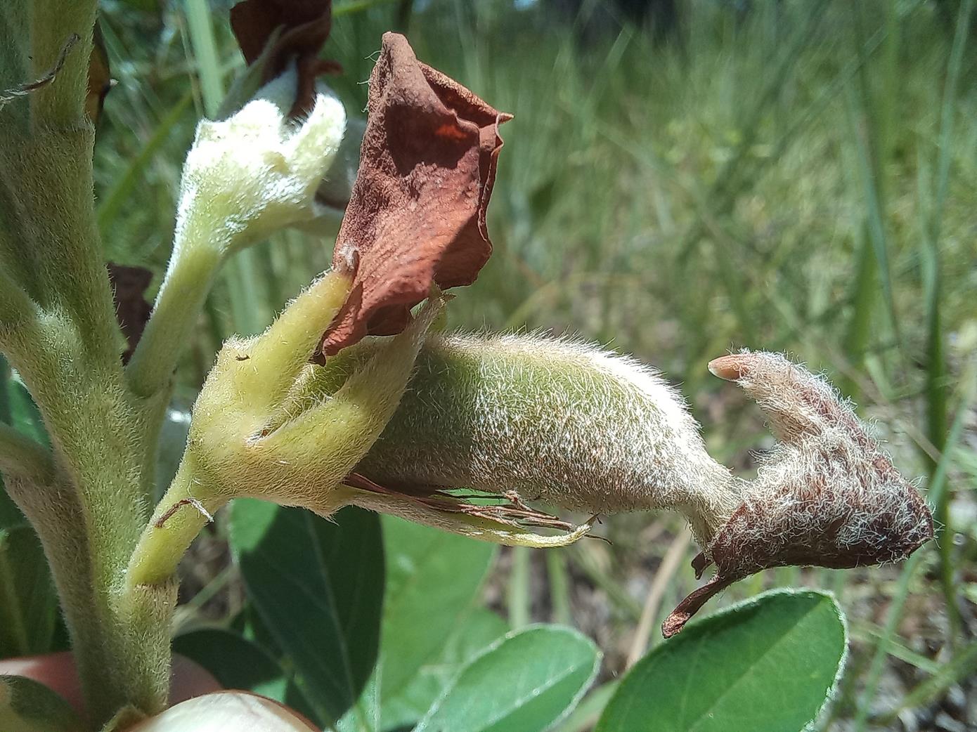 Crotalaria grandistipulata Crotalaria grandistipulata