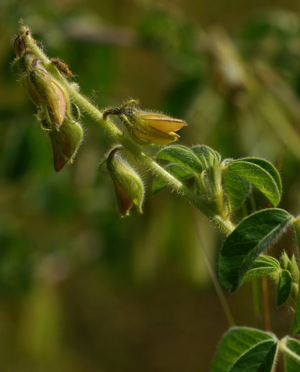 Crotalaria incana subsp. purpurascens