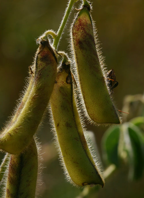 Crotalaria incana subsp. purpurascens