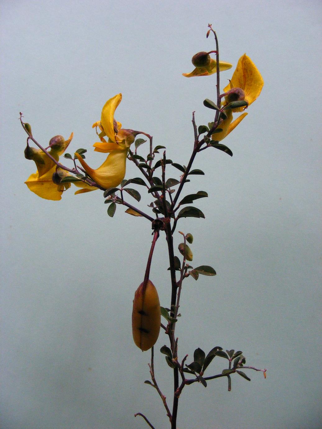 Crotalaria laburnifolia subsp. laburnifolia