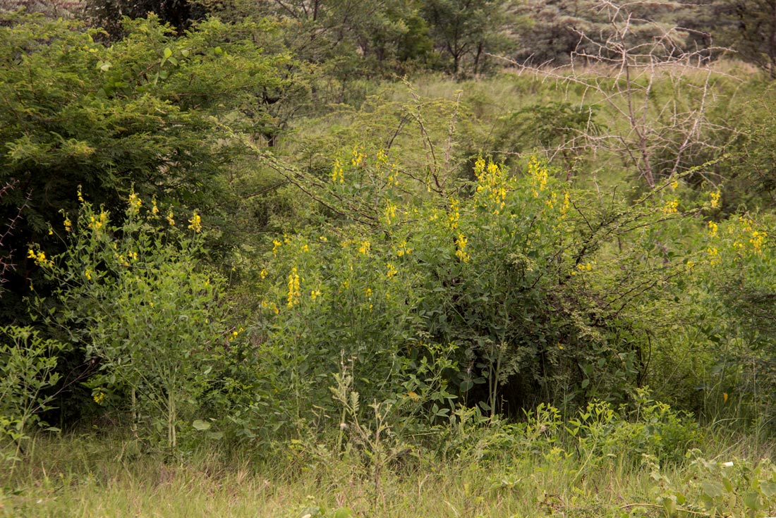 Crotalaria laburnifolia subsp. laburnifolia