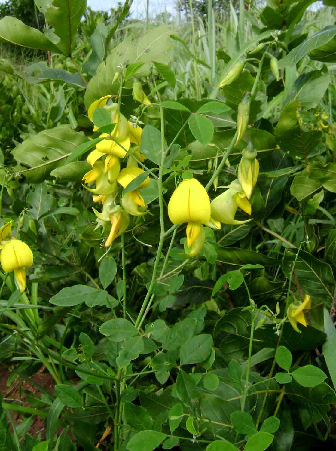 Crotalaria laburnifolia subsp. laburnifolia