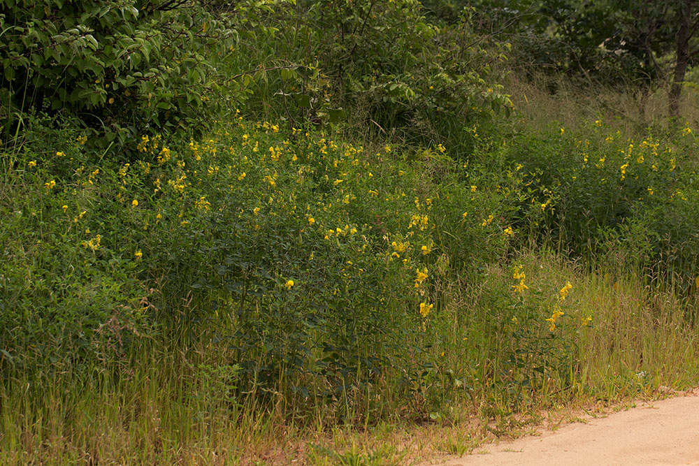 Crotalaria laburnifolia subsp. laburnifolia