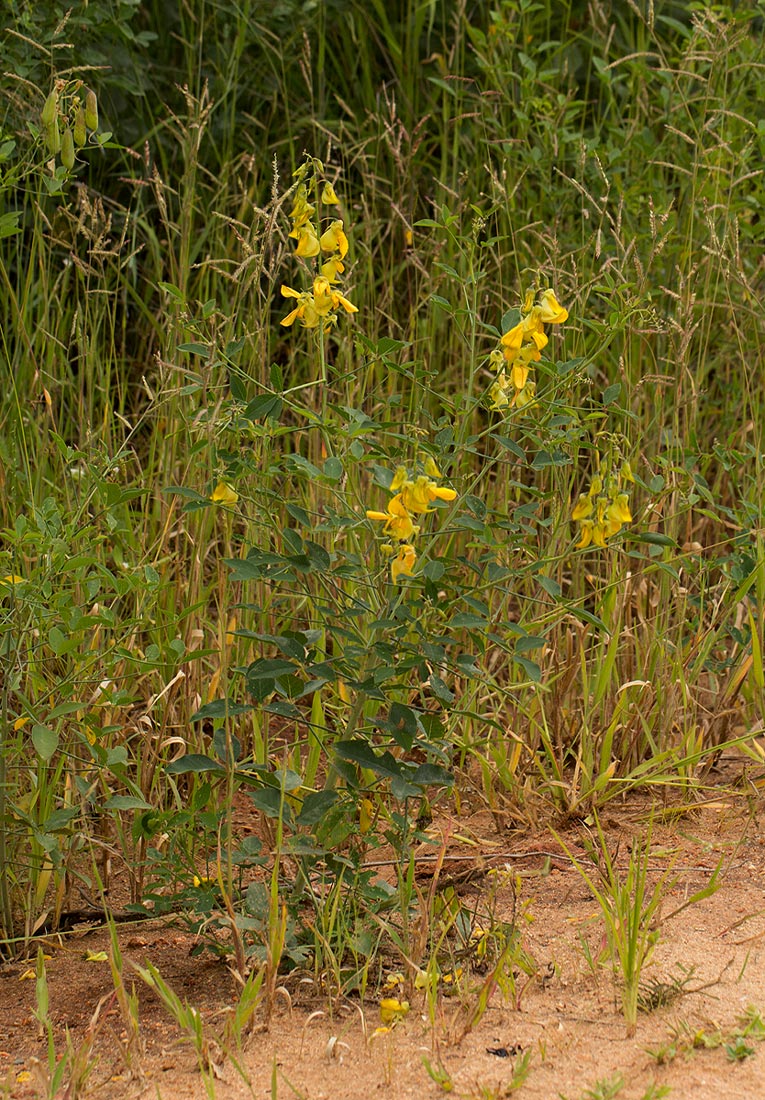 Crotalaria laburnifolia subsp. laburnifolia