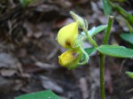 Crotalaria lachnocarpoides
