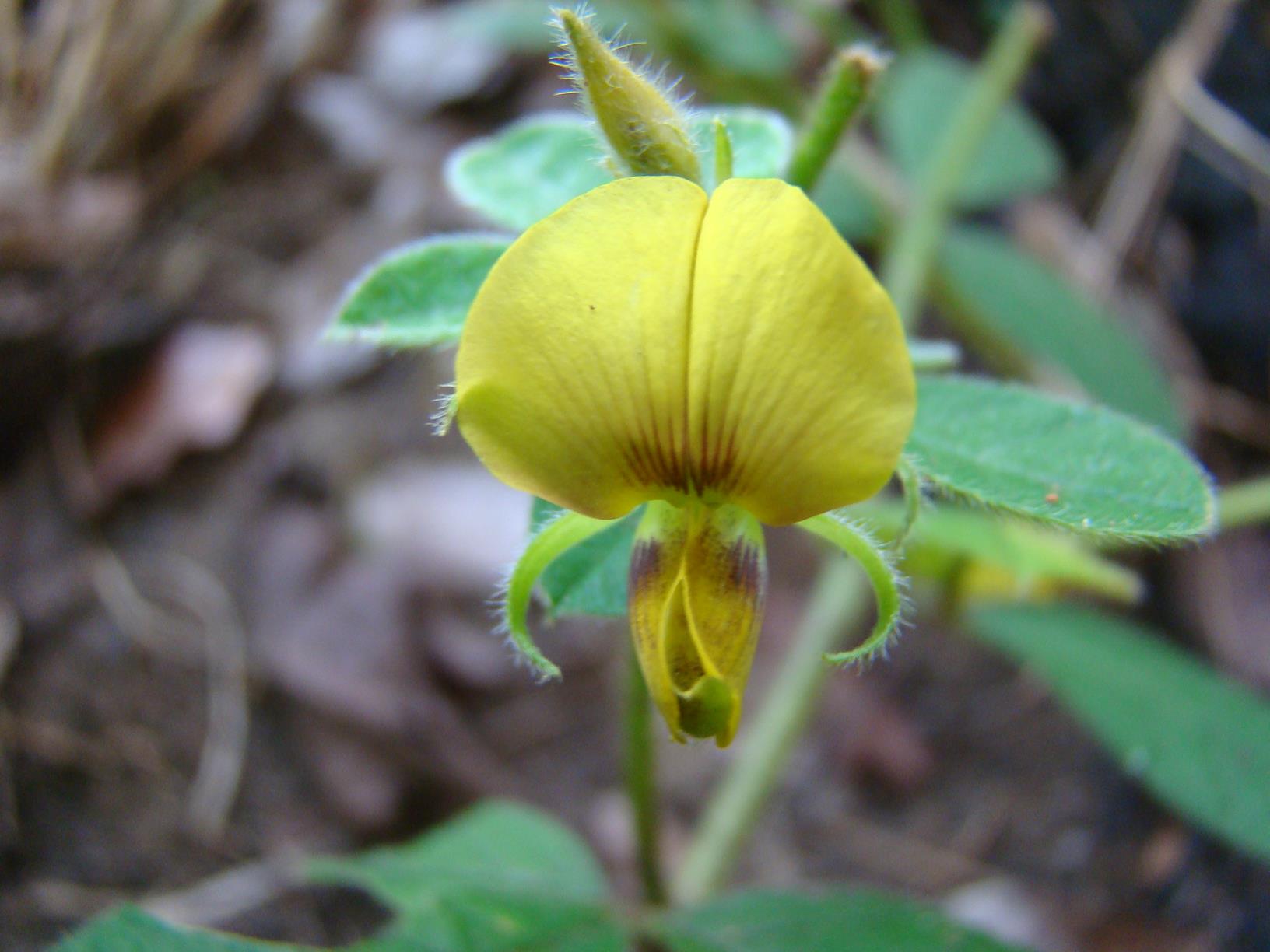 Crotalaria lachnocarpoides