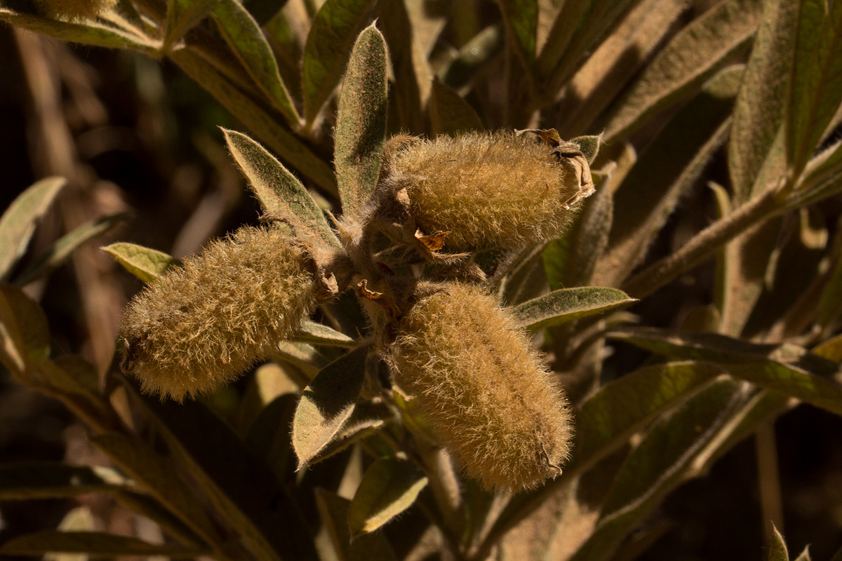 Crotalaria lachnocarpoides