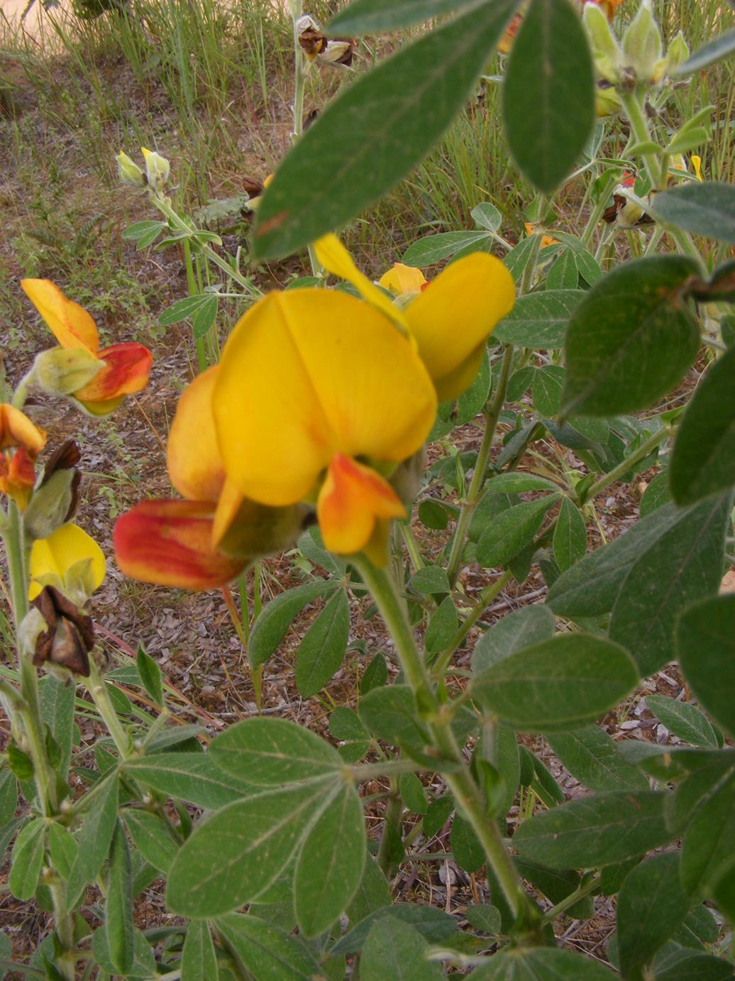 Crotalaria lachnophora