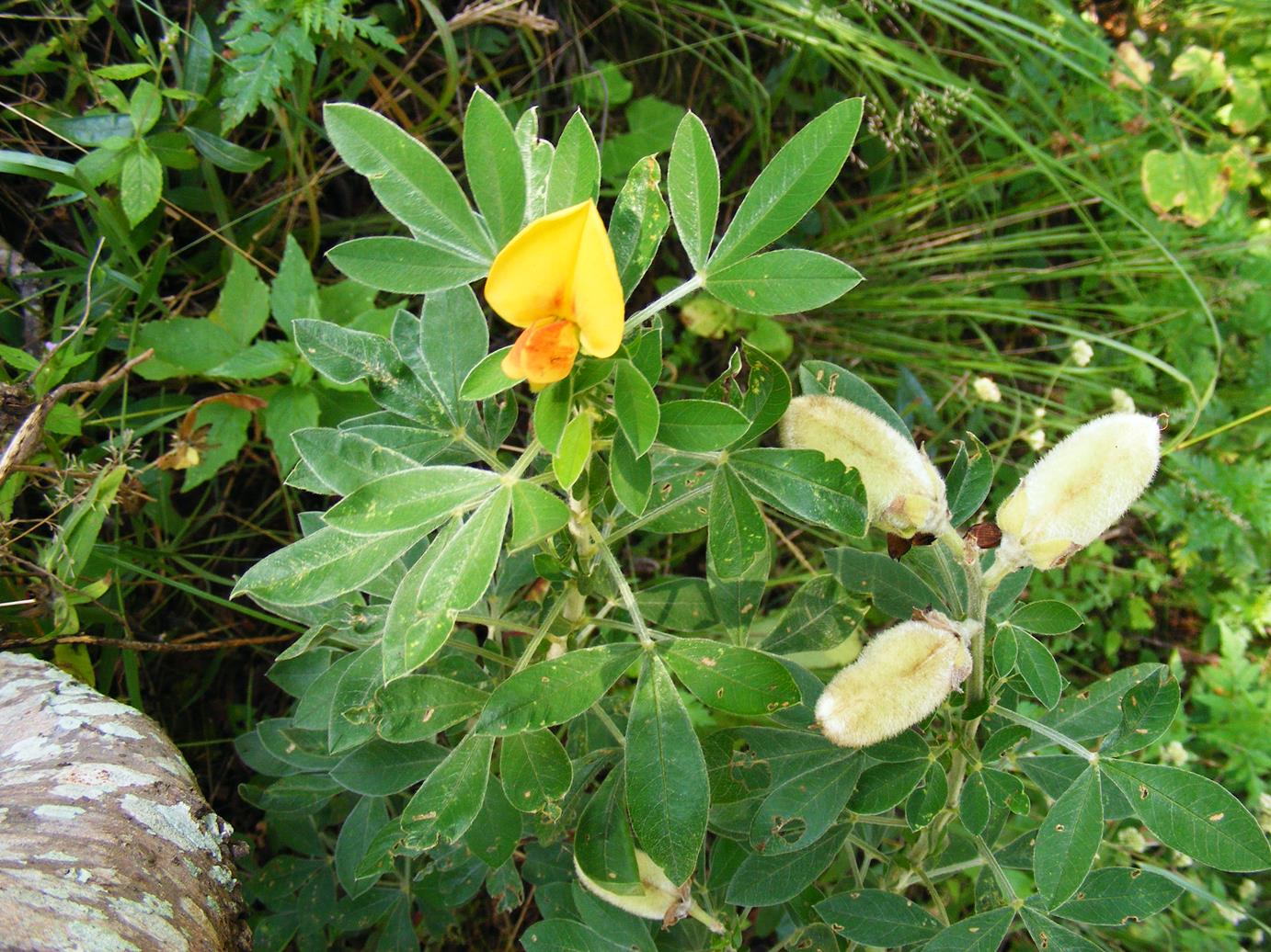 Crotalaria lachnophora