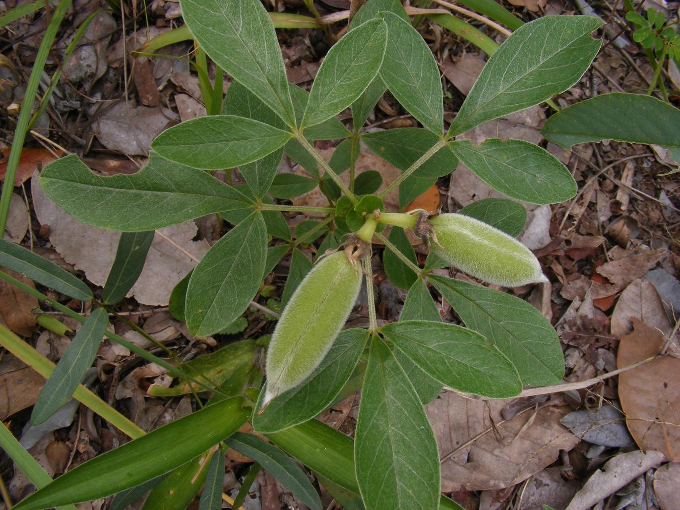 Crotalaria lachnophora