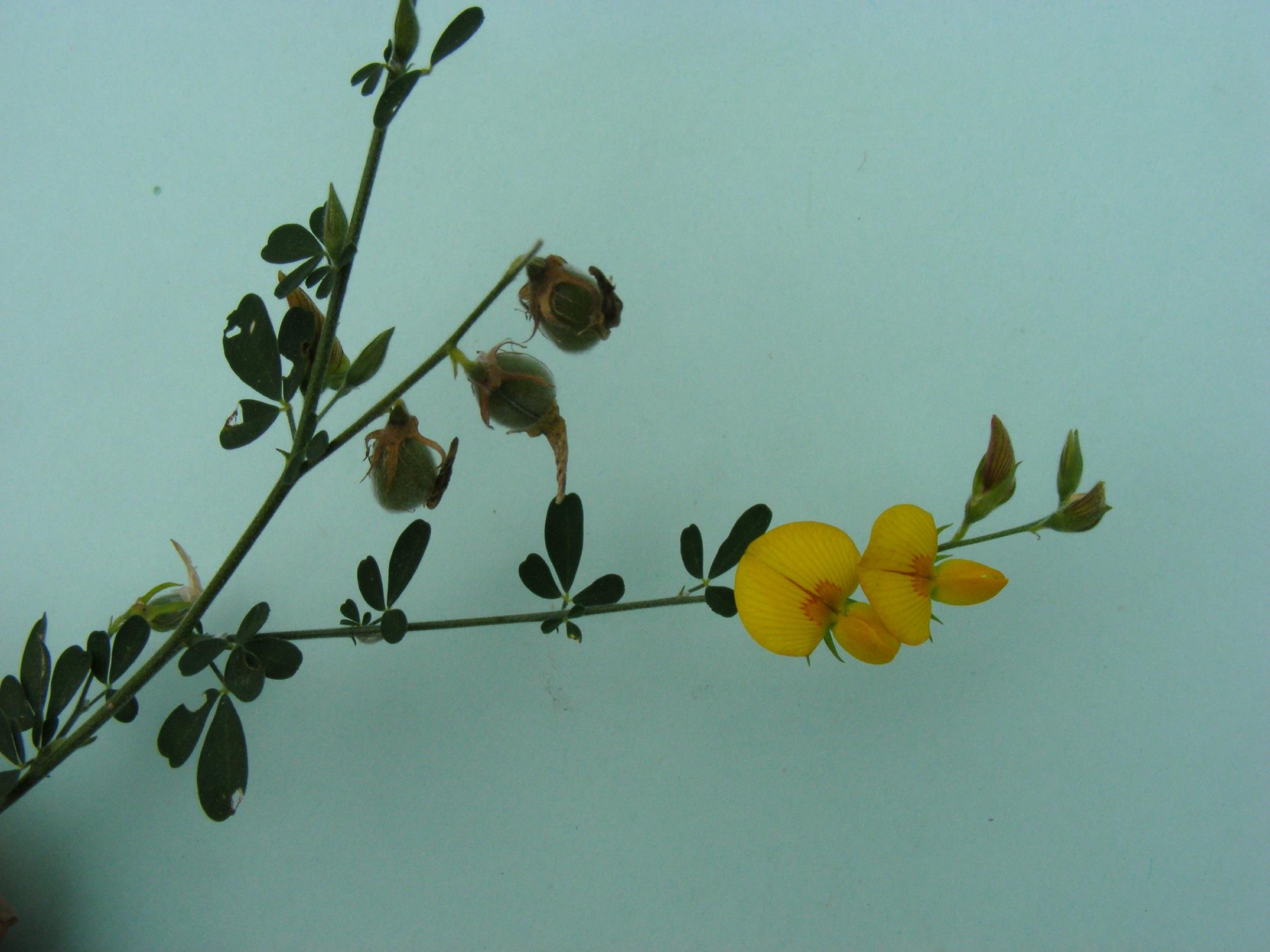 Crotalaria microcarpa Crotalaria microcarpa