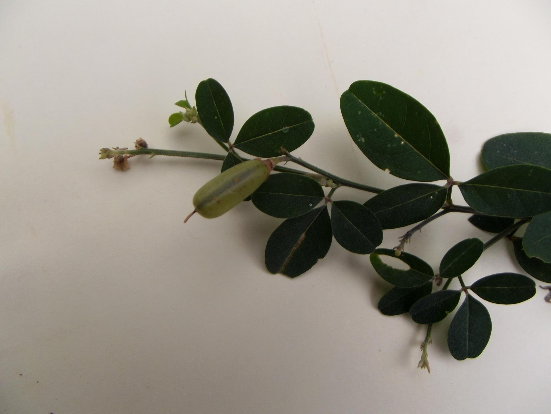 Crotalaria microcarpa