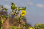 Crotalaria natalitia var. rutshuruensis