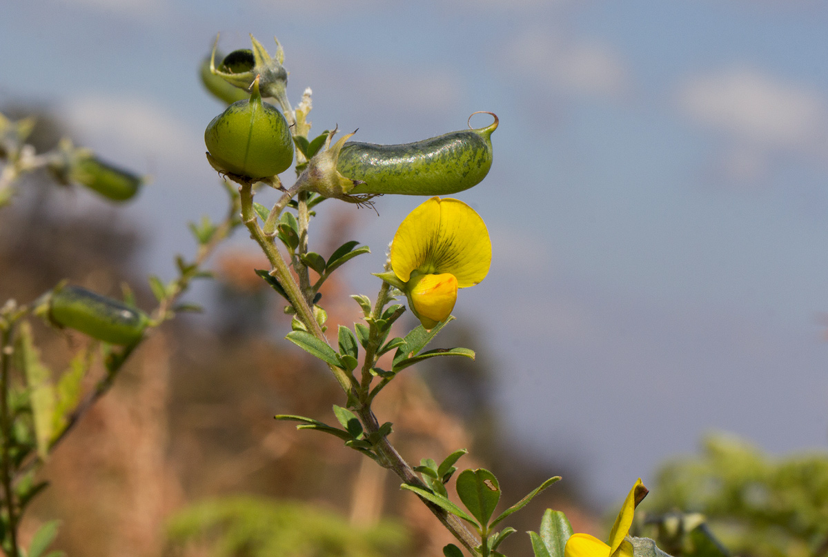 Crotalaria natalitia var. rutshuruensis Crotalaria natalitia var. rutshuruensis