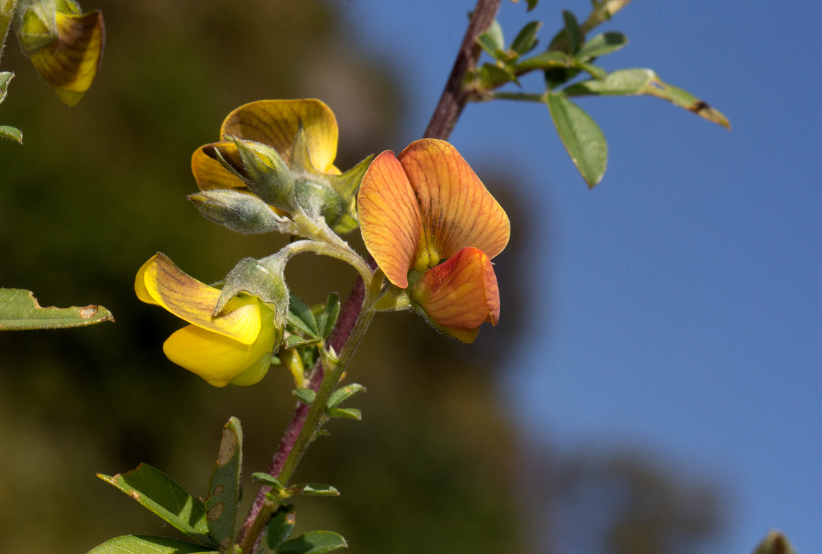 Crotalaria natalitia var. rutshuruensis Crotalaria natalitia var. rutshuruensis