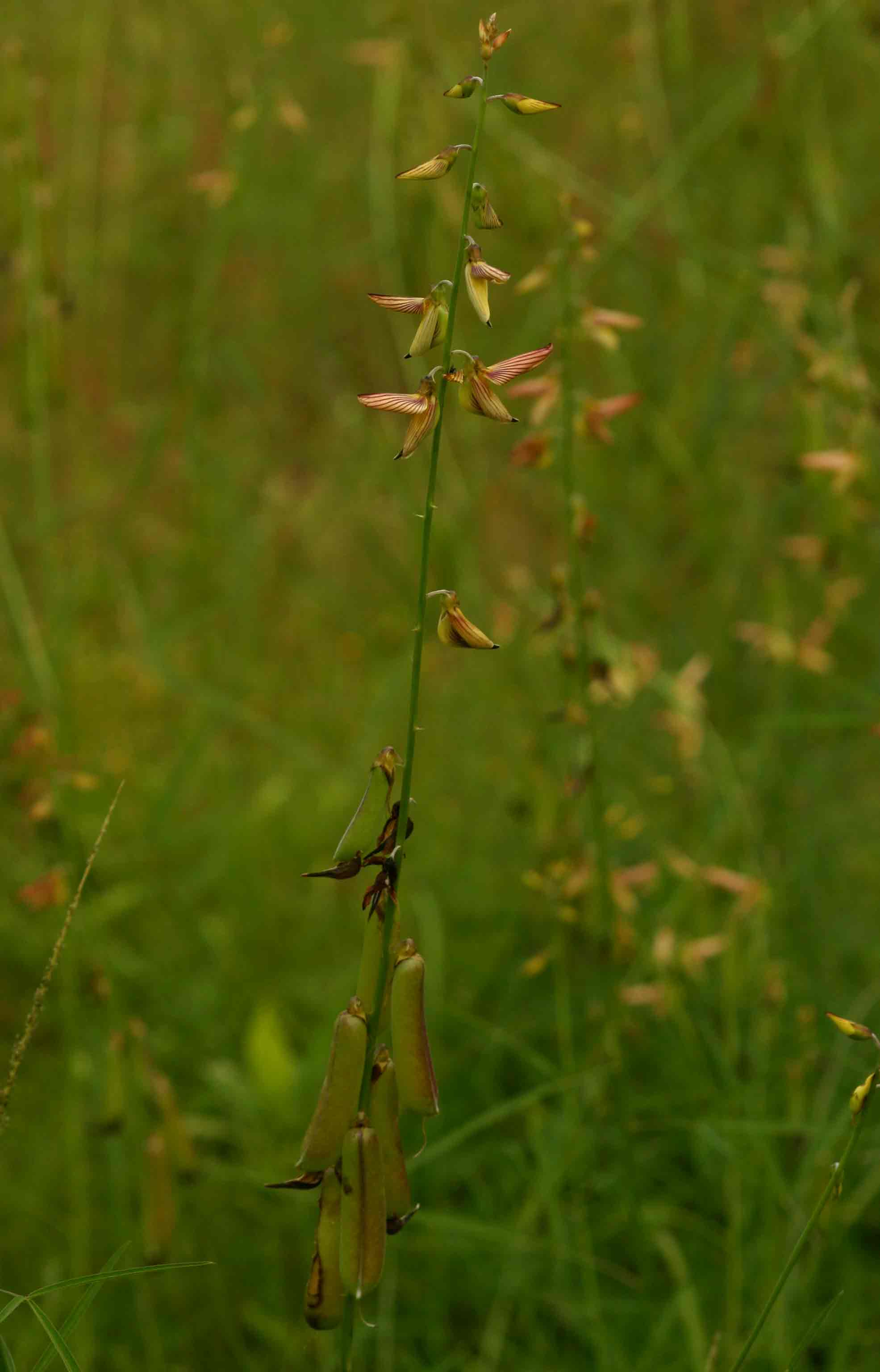 Crotalaria ochroleuca
