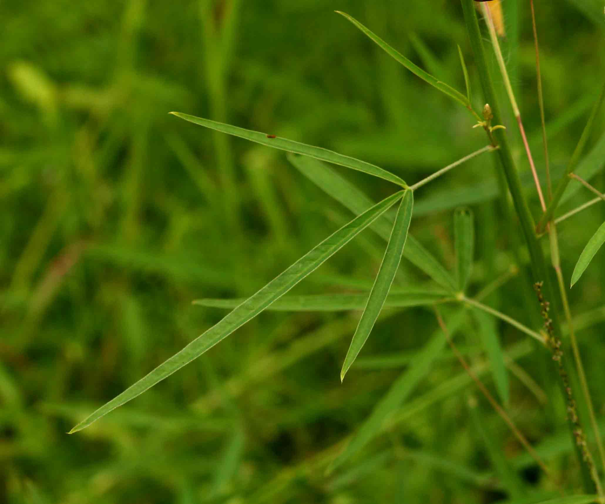 Crotalaria ochroleuca Crotalaria ochroleuca