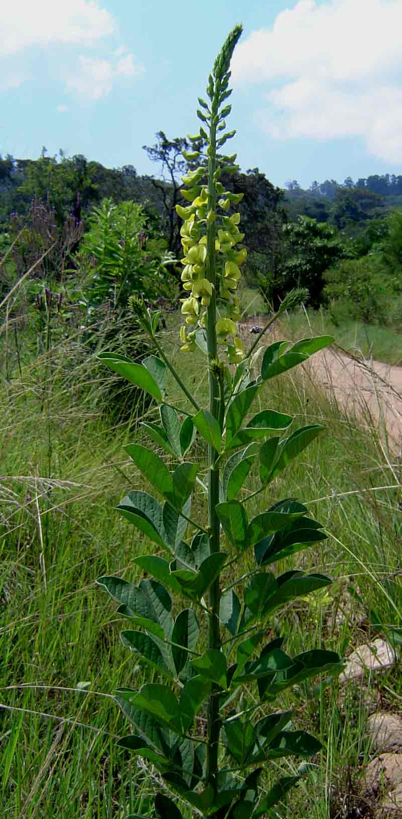 Crotalaria pallida var. pallida