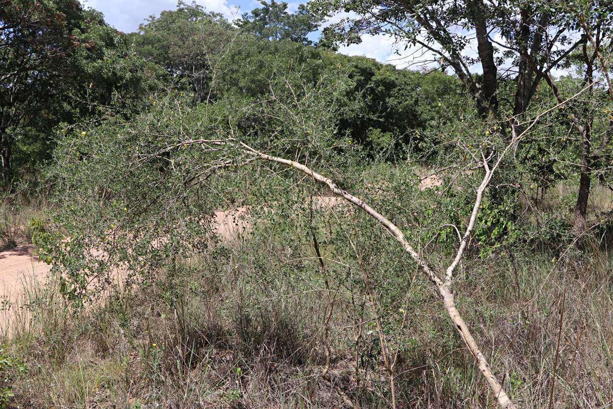 Crotalaria pallidicaulis