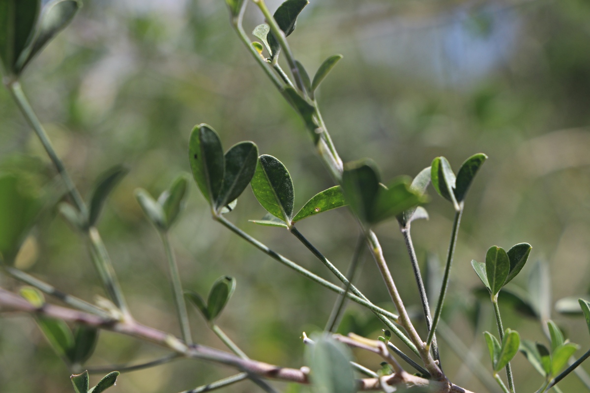 Crotalaria pallidicaulis