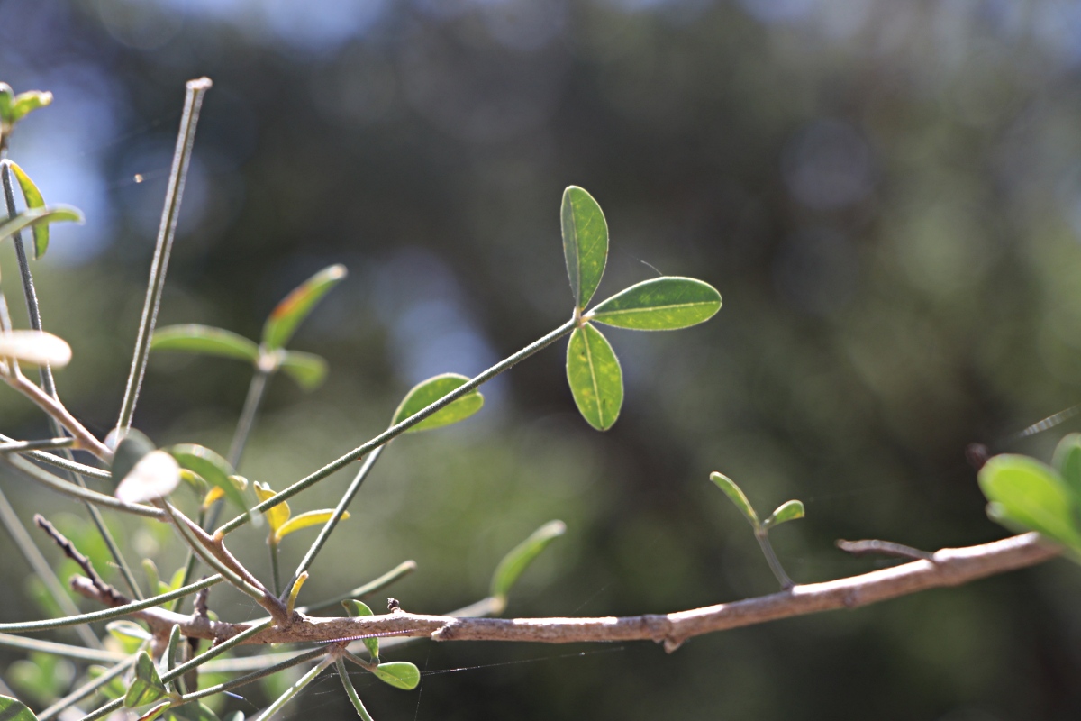 Crotalaria pallidicaulis