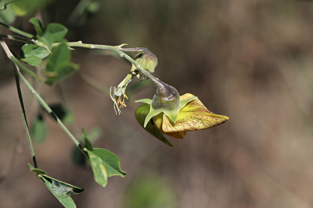 Crotalaria pallidicaulis