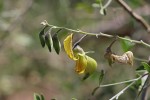 Crotalaria pallidicaulis