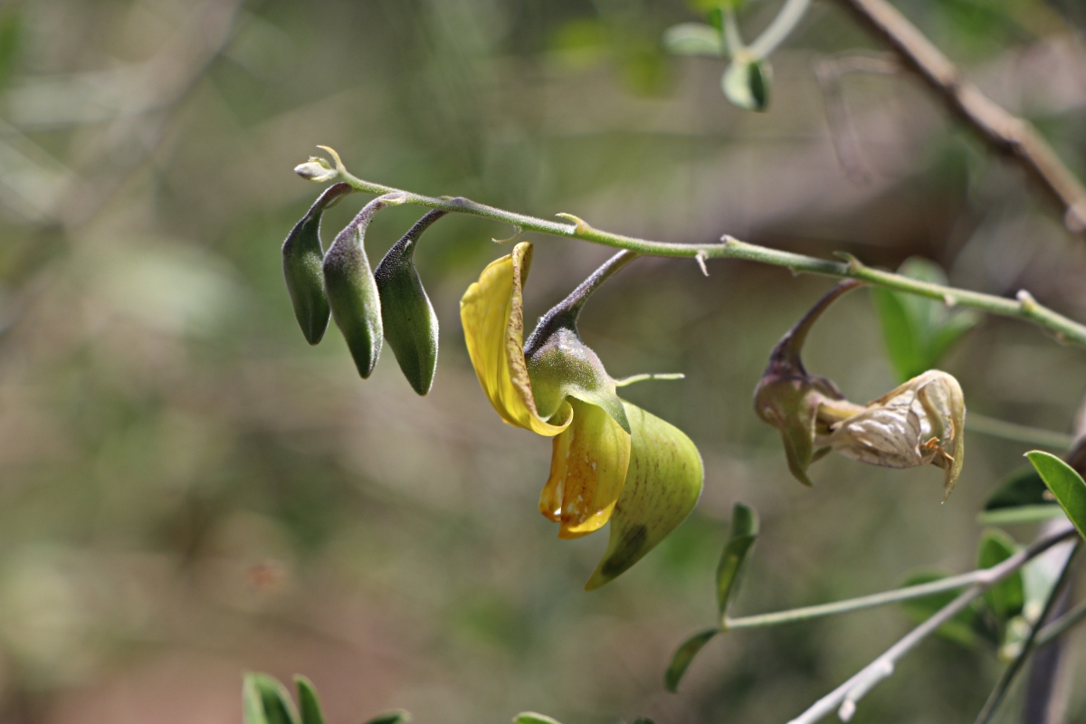 Crotalaria pallidicaulis