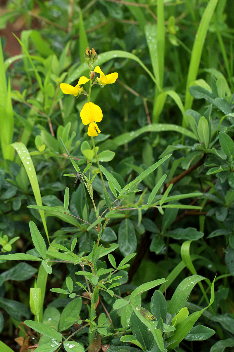 Crotalaria podocarpa
