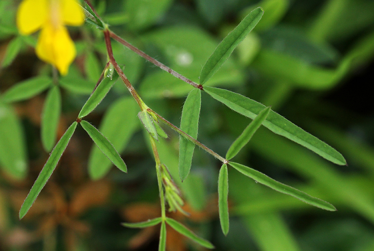 Crotalaria podocarpa