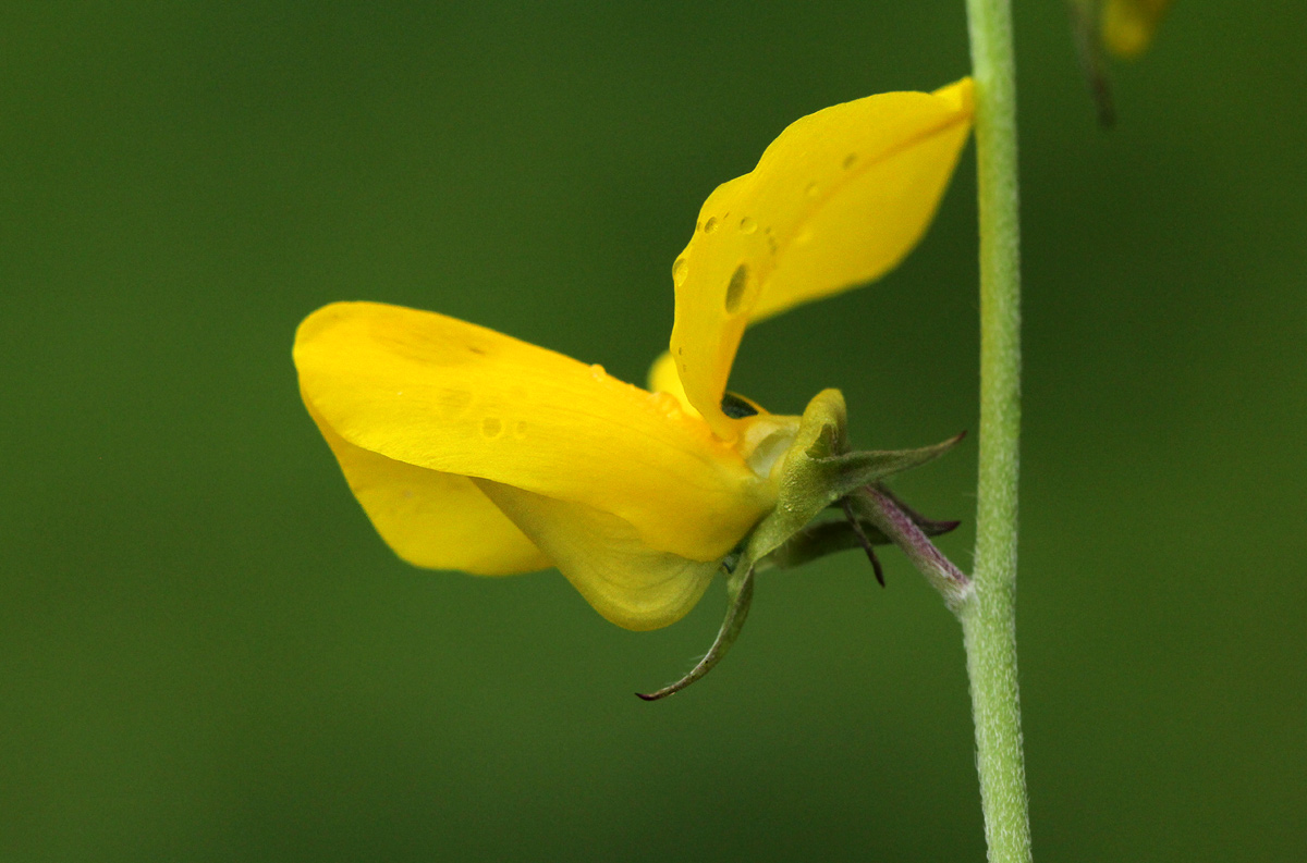 Crotalaria podocarpa Crotalaria podocarpa