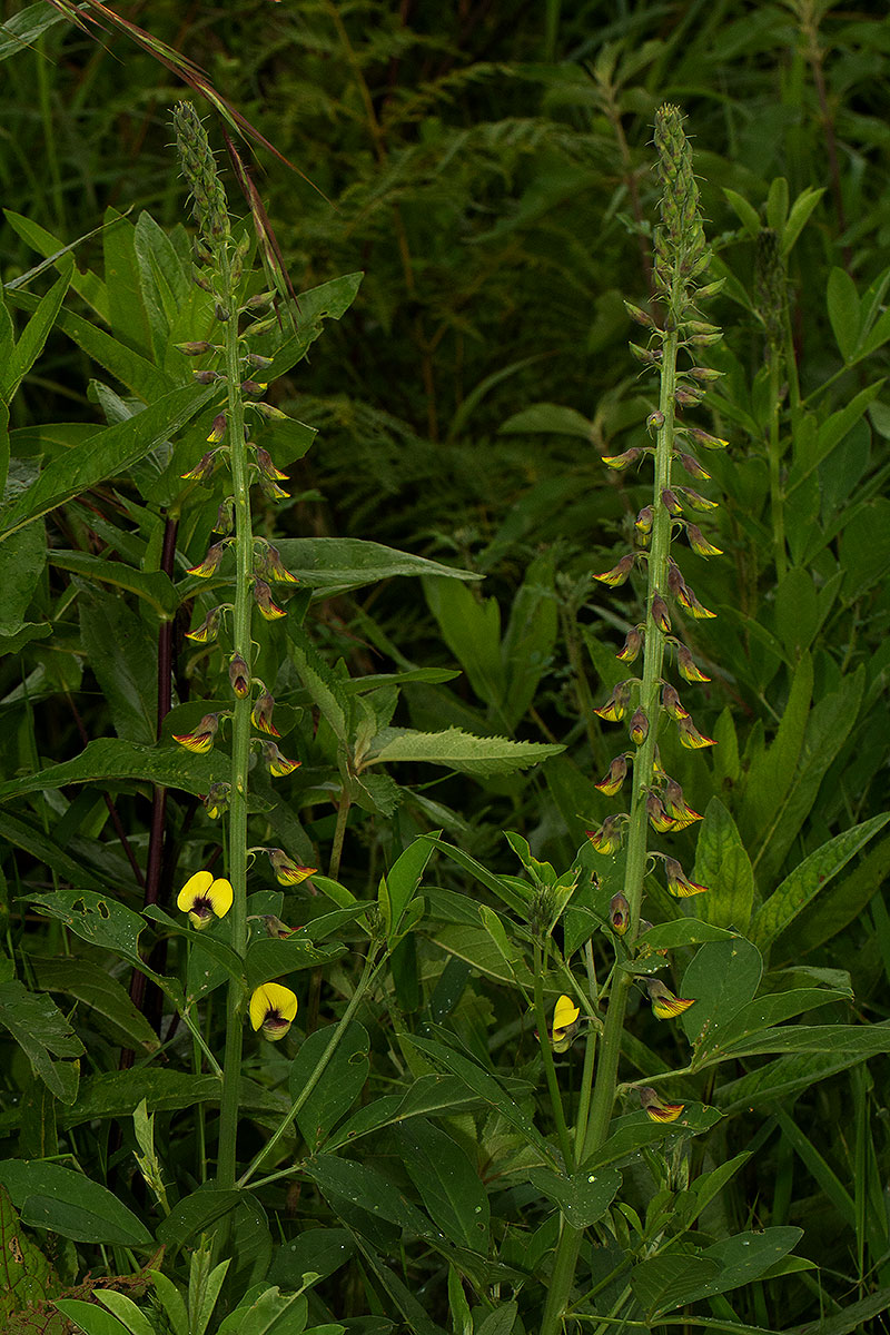 Crotalaria recta