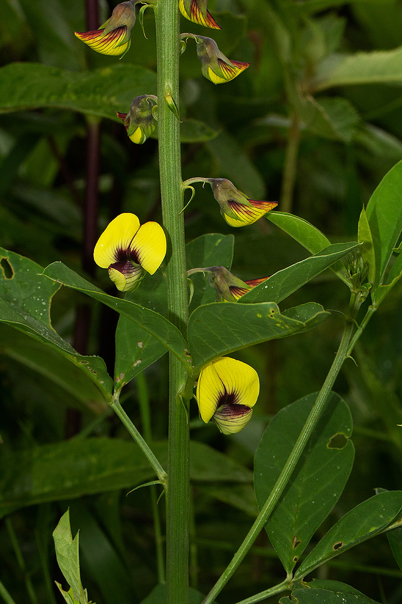 Crotalaria recta
