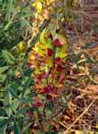 Crotalaria rogersii