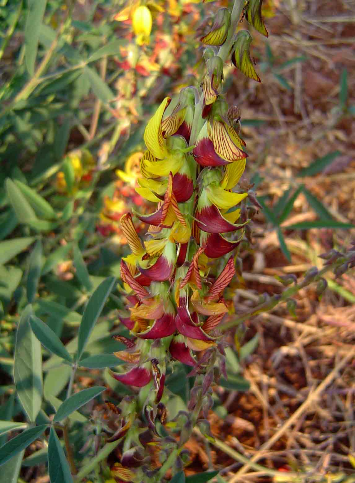 Crotalaria rogersii