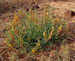 Crotalaria rogersii