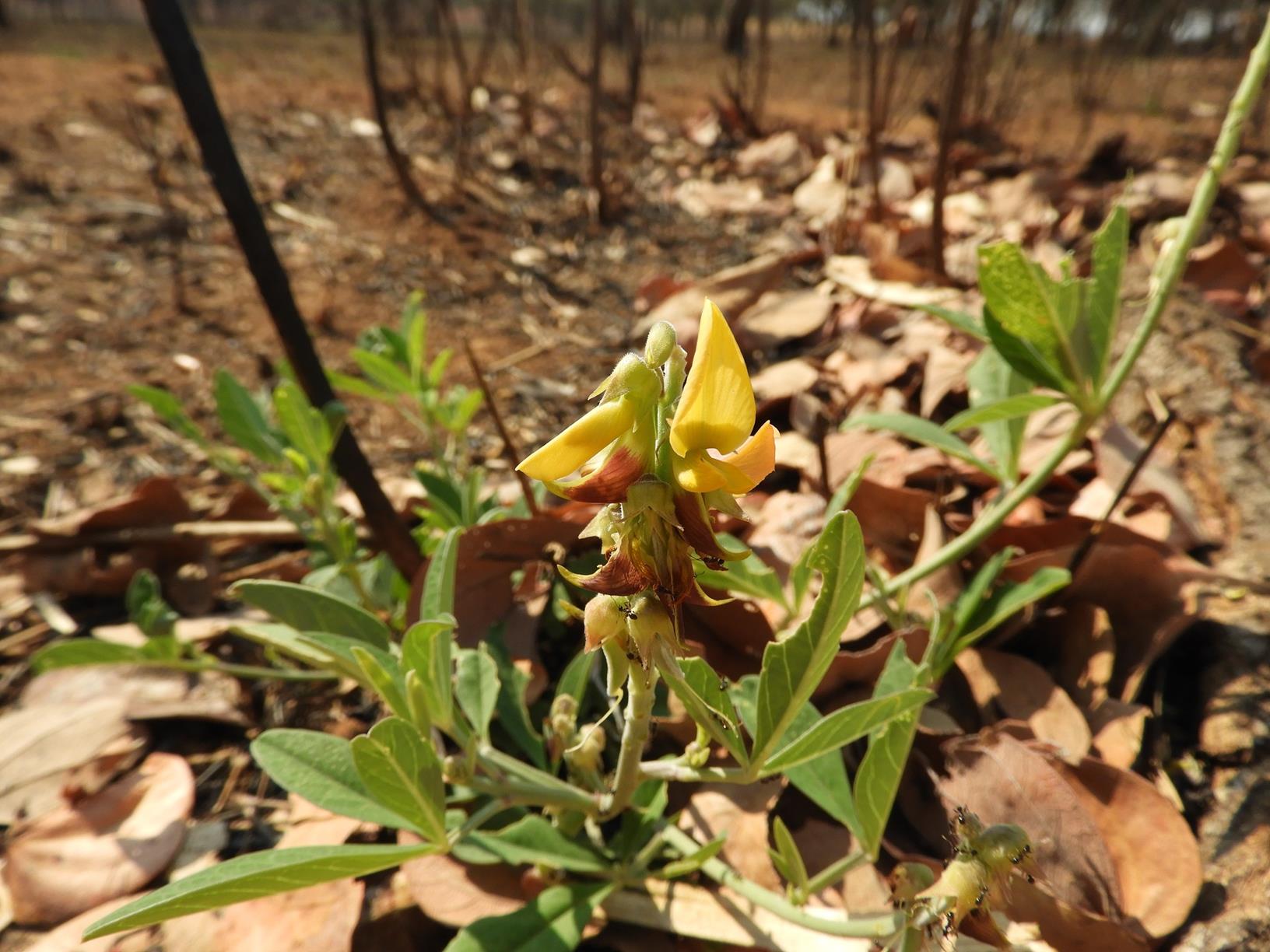 Crotalaria rogersii