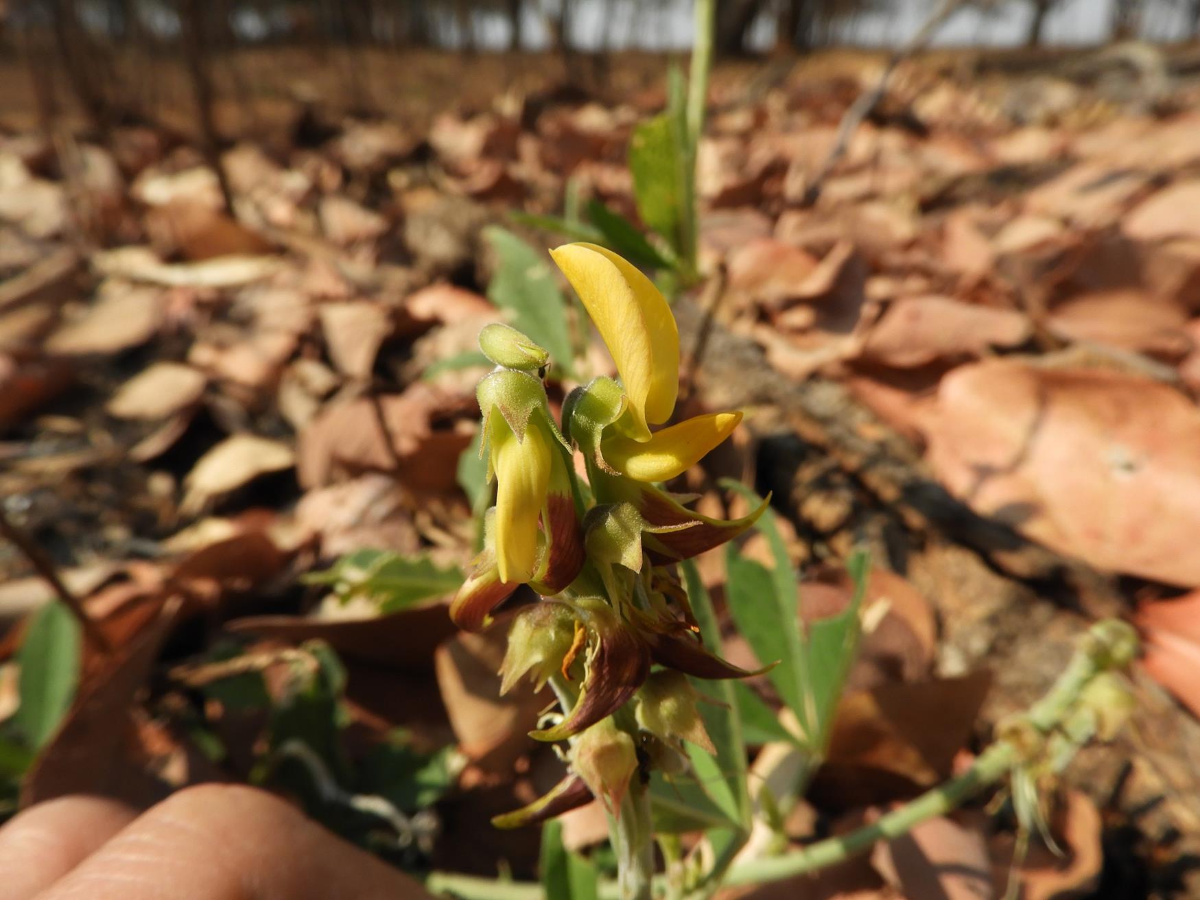 Crotalaria rogersii