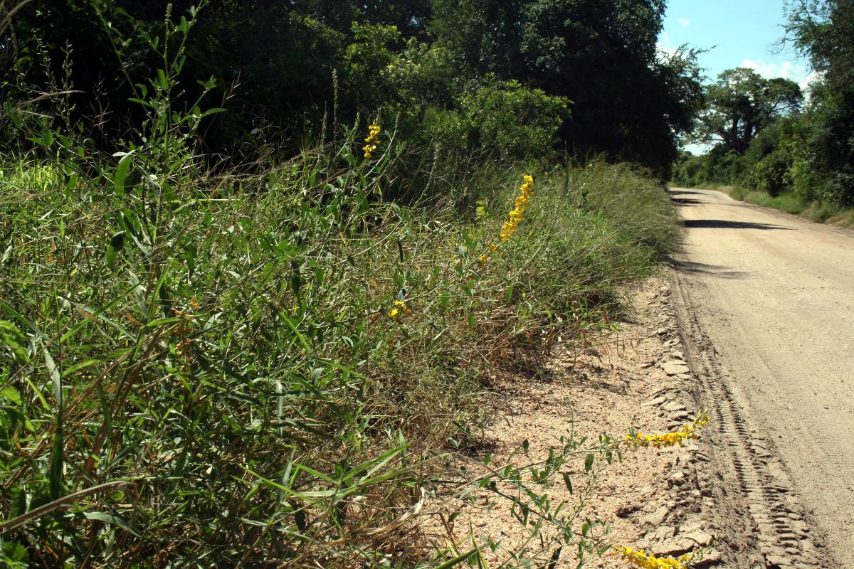 Crotalaria senegalensis