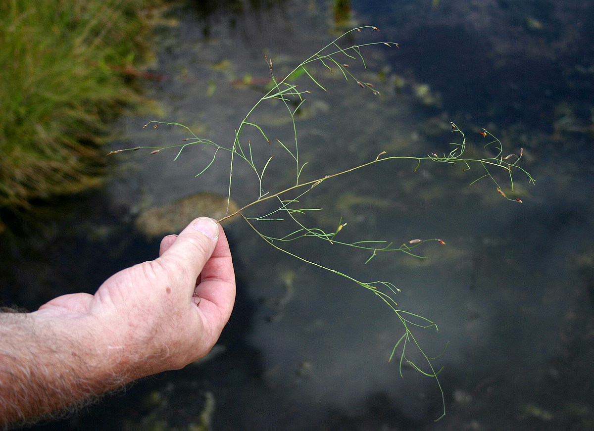 Crotalaria shirensis
