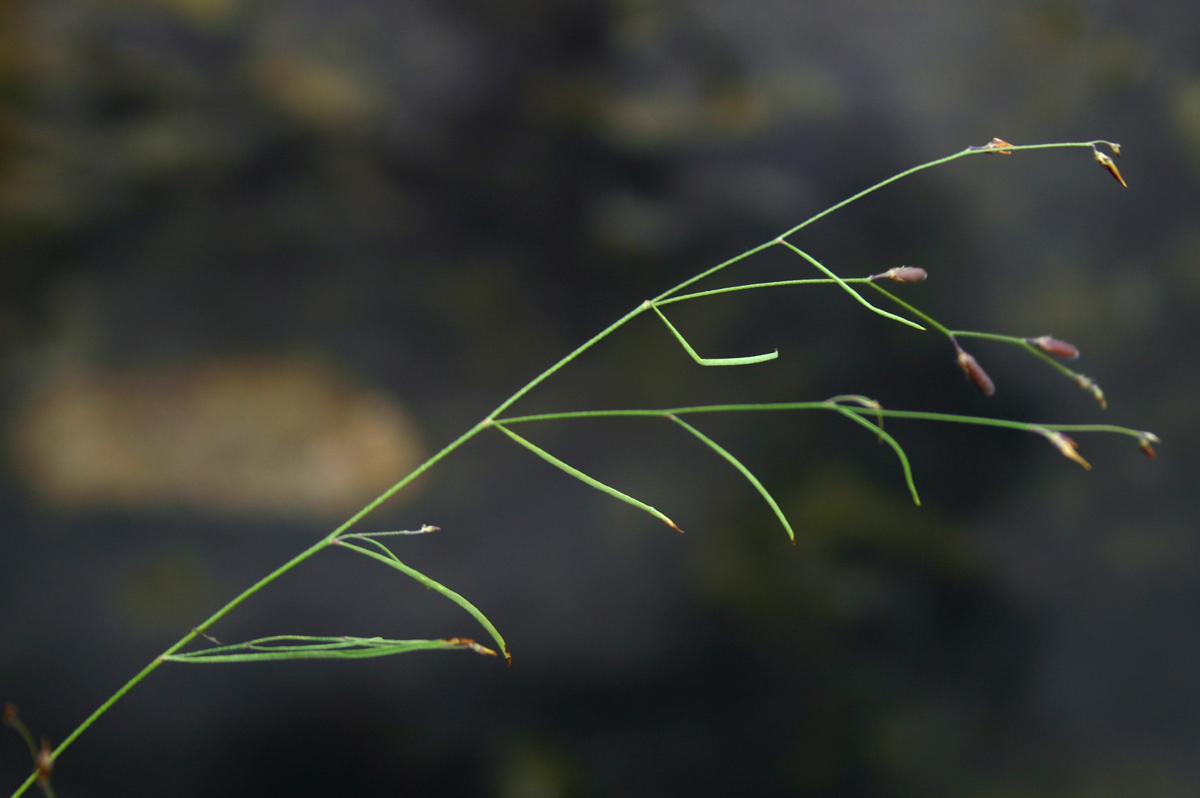 Crotalaria shirensis