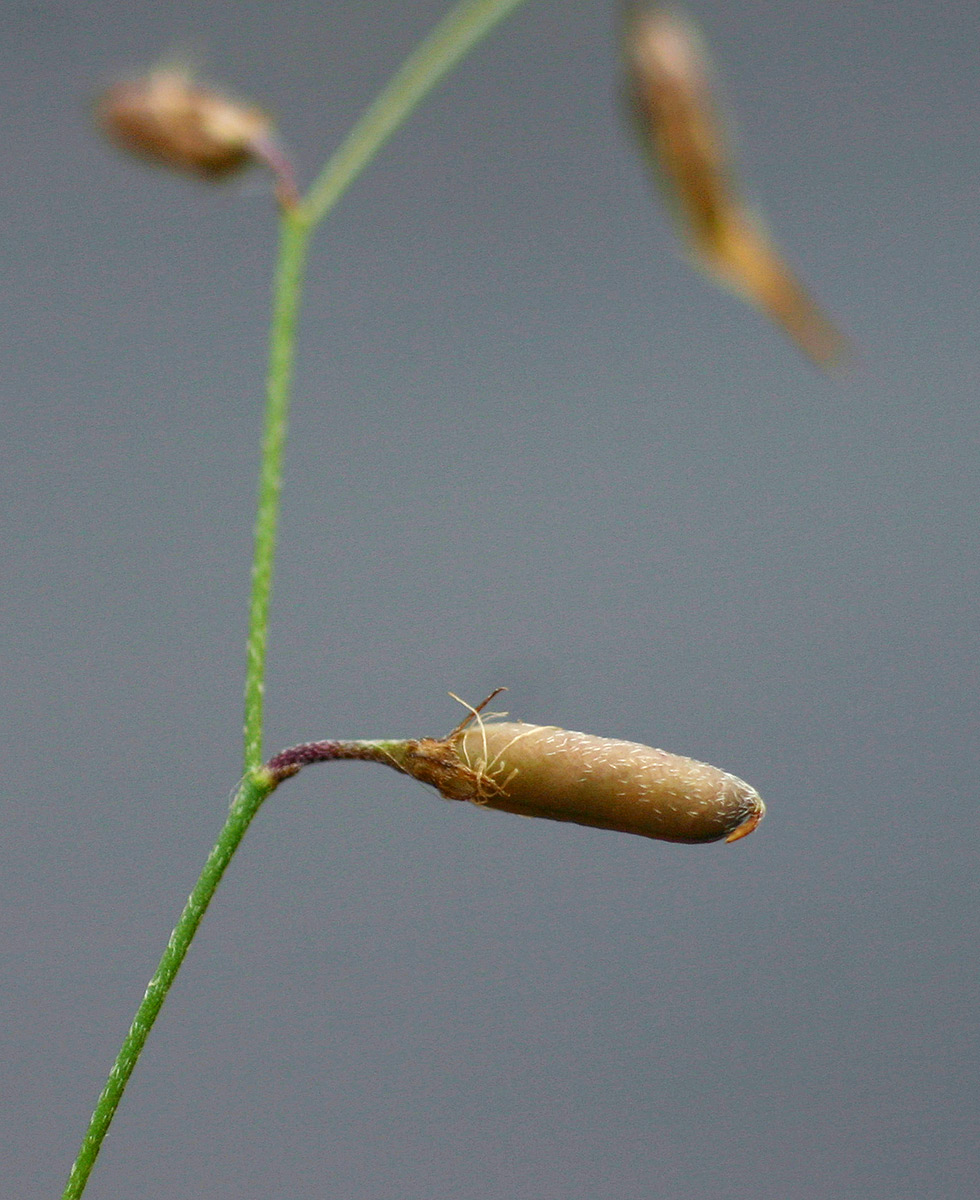 Crotalaria shirensis