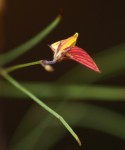 Crotalaria shirensis