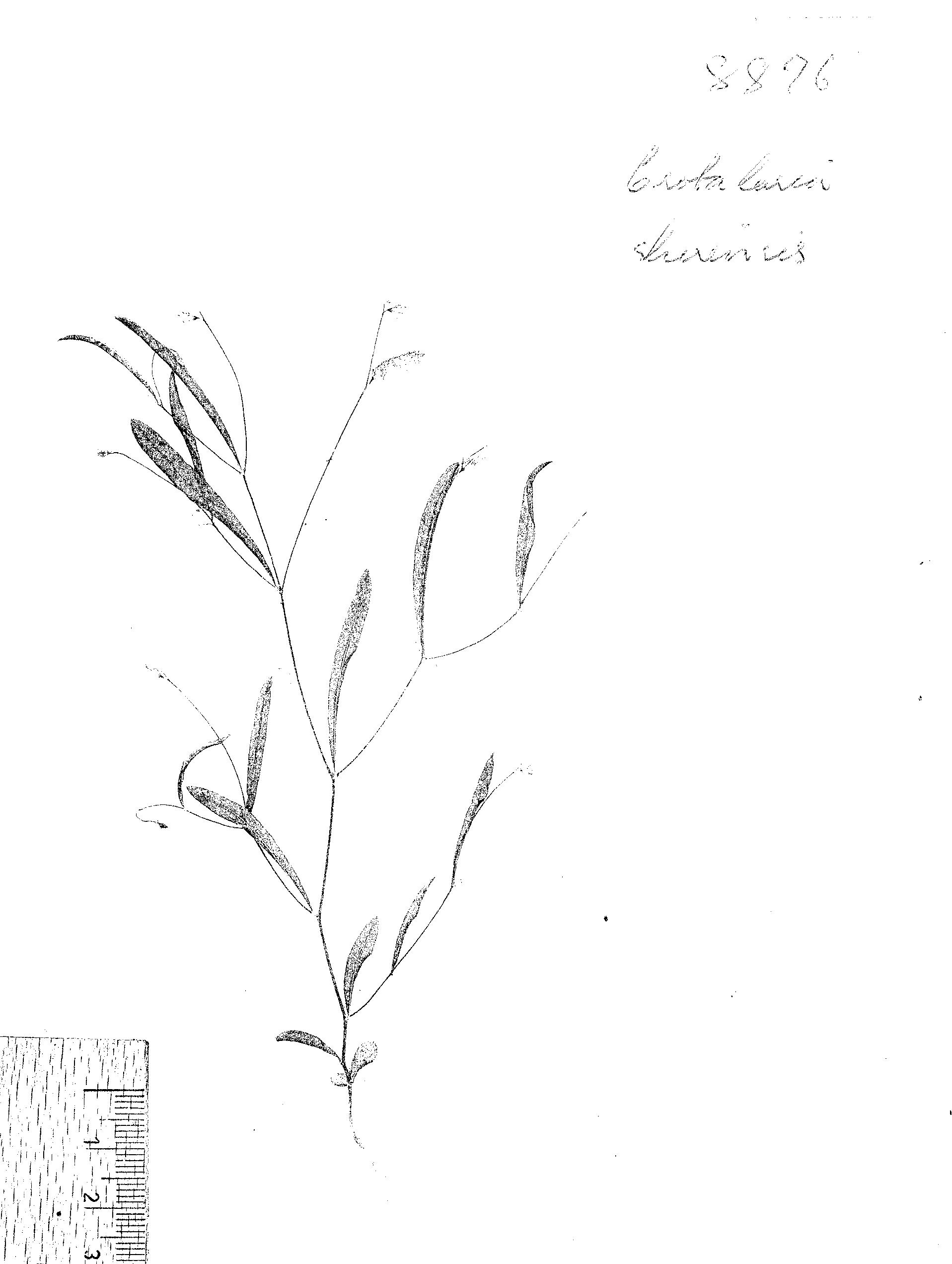 Crotalaria shirensis Crotalaria shirensis