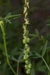 Crotalaria sphaerocarpa subsp. sphaerocarpa