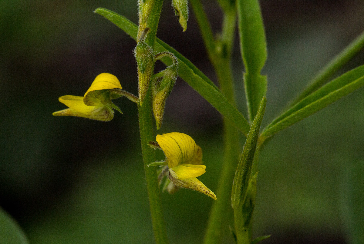 Crotalaria sphaerocarpa subsp. sphaerocarpa