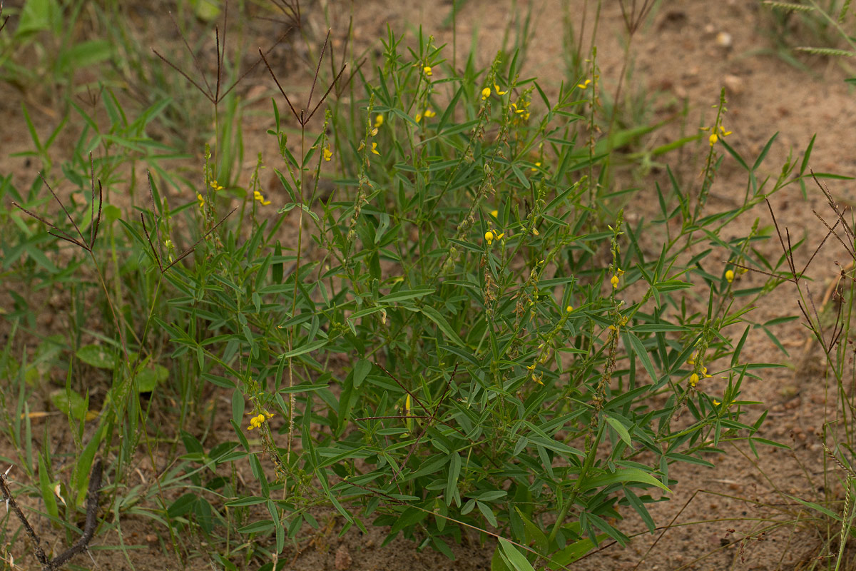 Crotalaria sphaerocarpa subsp. sphaerocarpa